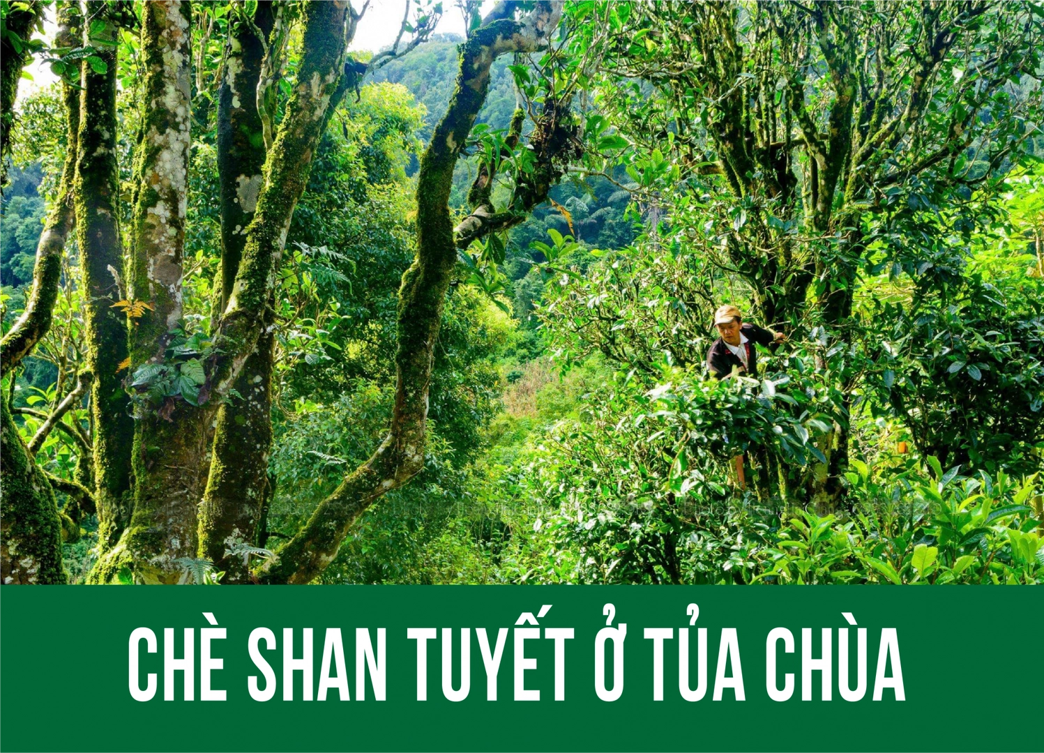 Quần thể Chè Shan Tuyết Tủa Chùa